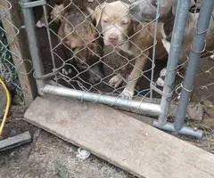 5 remaining pit bull puppies - 5