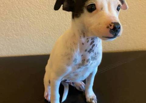 2 Prazsky Krysarik puppies for sale