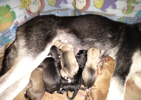 7 beautiful pups, save yours now first come first serve