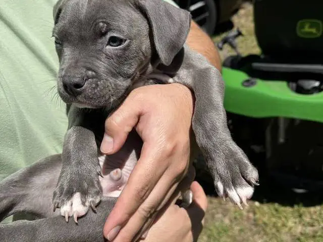 3 blue nose staffordshire puppies available