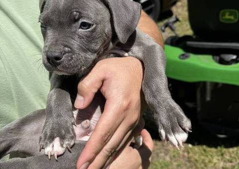 3 blue nose staffordshire puppies available