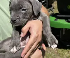 3 blue nose staffordshire puppies available