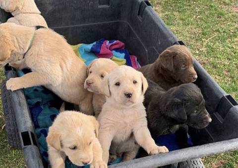 4 Beautiful Goldador Puppies