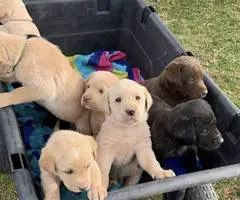 4 Beautiful Goldador Puppies