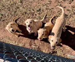 4 Beautiful Goldador Puppies - 3