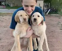 4 Beautiful Goldador Puppies - 7