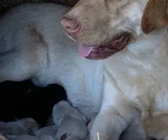 4 Beautiful Goldador Puppies - 11