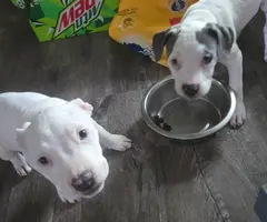 4 female pitbull pups available - 3