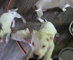 4 female pitbull pups available - 4