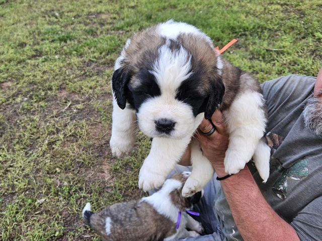 Saint Bernard puppies