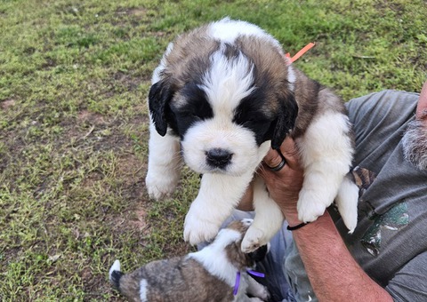Saint Bernard puppies