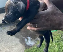 Pitbull shepherd mix puppies