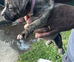 Pitbull shepherd mix puppies