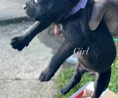 Pitbull shepherd mix puppies