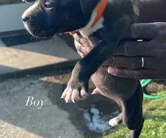 Pitbull shepherd mix puppies