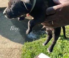 Pitbull shepherd mix puppies