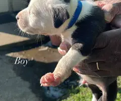 Pitbull shepherd mix puppies