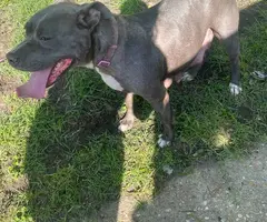 Pitbull shepherd mix puppies