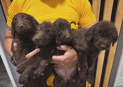 LABRADOODLES
