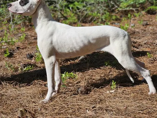 Family owned Dogo Argentino puppies for sale