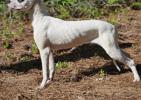 Family owned Dogo Argentino puppies for sale