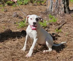 Family owned Dogo Argentino puppies for sale