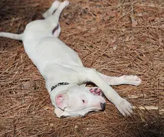 Family owned Dogo Argentino puppies for sale