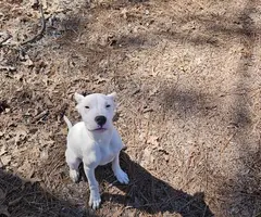 Family owned Dogo Argentino puppies for sale