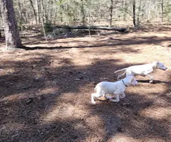 Family owned Dogo Argentino puppies for sale