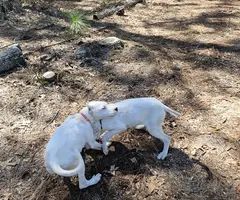 Family owned Dogo Argentino puppies for sale