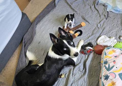 German Shepard Husky Mix puppies for adoption