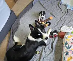 German Shepard Husky Mix puppies for adoption