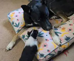 German Shepard Husky Mix puppies for adoption - 2