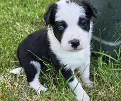 German Shepard Husky Mix puppies for adoption - 3