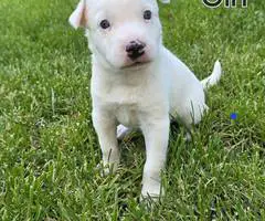 German Shepard Husky Mix puppies for adoption - 4