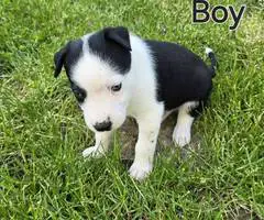 German Shepard Husky Mix puppies for adoption - 5