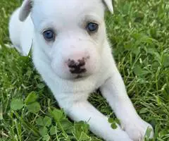 German Shepard Husky Mix puppies for adoption - 6