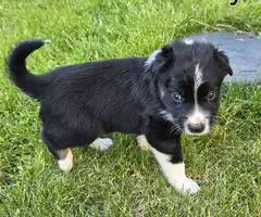 German Shepard Husky Mix puppies for adoption - 7