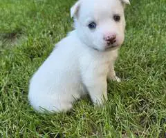 German Shepard Husky Mix puppies for adoption - 8