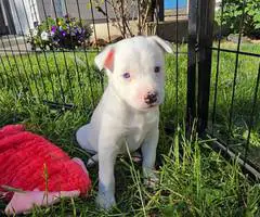 German Shepard Husky Mix puppies for adoption - 10
