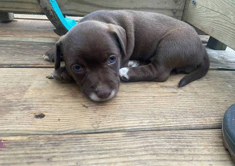Minpin Jack Russell mix puppies