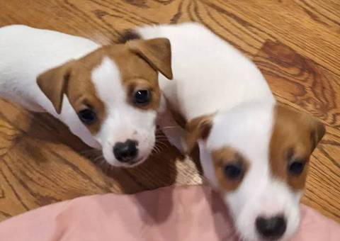 2 fullblooded Jack Russell Terrier puppies