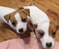 2 fullblooded Jack Russell Terrier puppies