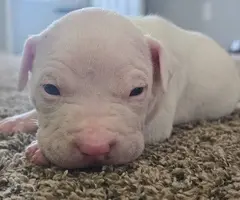 Purebred red nose pit bull puppies