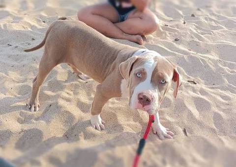 2 bully puppies looking for home