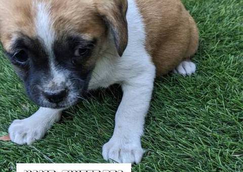 Boy and girl Shih Tzu Chihuahua mix puppies