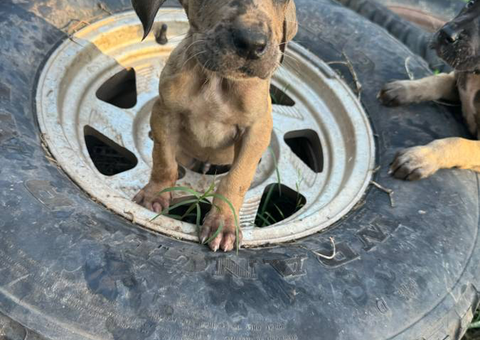 4 Great Dane puppies for adoption