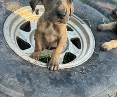 4 Great Dane puppies for adoption - 1