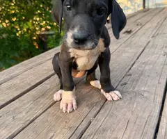 4 Great Dane puppies for adoption - 2