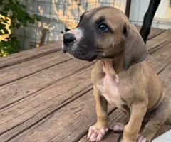 4 Great Dane puppies for adoption - 3